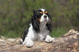 CAVALIER KING CHARLES 192